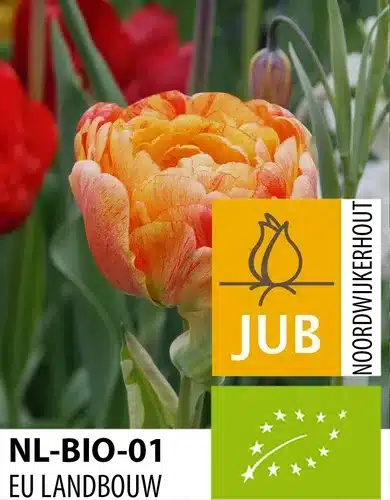 Tulipan ‘Gudoshnik Double’ – Dobbelt tulipan – BIO – 100 stk. – Str. 11/12 3 <h3>Tulipan ‘Gudoshnik Double’ – Dobbelt tulipan – BIO – 100 stk. – Str. 11/12</h3> <p class="isSelectedEnd"><strong>Tulipan ‘Gudoshnik Double’</strong> er en imponerende dobbelt tulipan med fyldige <strong>røde og gule blomster</strong>, der skaber et varmt og farverigt blikfang i haven. De mange kronblade giver blomsterne et frodigt, næsten pæonlignende udtryk, som gør sorten særlig dekorativ.</p> <p class="isSelectedEnd">‘Gudoshnik Double’ bliver omkring <strong>60 cm høj</strong> og blomstrer i <strong>maj</strong>. Den sene blomstring er perfekt til at forlænge tulipansæsonen og tilføre masser af farve til haven, når mange af de tidligere tulipaner er ved at være afblomstret.</p> <p class="isSelectedEnd">Sorten er velegnet til <strong>bede og rabatter</strong>, men gør sig også flot i <strong>krukker og plantekasser</strong> på terrasse eller altan. De store fyldte blomster er desuden velegnede som <strong>snitblomster</strong> og kan bruges til flotte forårsbuketter.</p> <p class="isSelectedEnd">Løgene er <strong>økologisk dyrkede (BIO)</strong>.</p> <p class="isSelectedEnd"></p> Tulipan ‘Gudoshnik Double’ – Dobbelt tulipan – BIO – 100 stk. – Str. 11/12