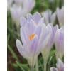 Crocus vernus ‘Candlelight’ – Hvid krokus med lilla nuancer – 100 stk. – Str. 7/8