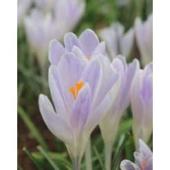 Crocus vernus ‘Candlelight’ – Hvid krokus med lilla nuancer – 100 stk. – Str. 7/8