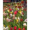 Blomsterløgsblanding ‘Still Life’ – Farverig forårsblanding – 100 stk.