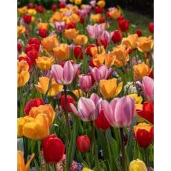 Blomsterløgsblanding ‘Sunset Rose’ – Farverig forårsblanding – 100 stk.
