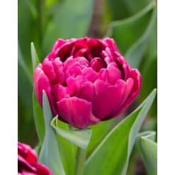 Tulipan ‘Alison Bradley’ – 100 stk.