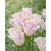 Tulipa ‘Emilie’ – Hvid & lilla tulipan – 100 stk. – Str. 12/+