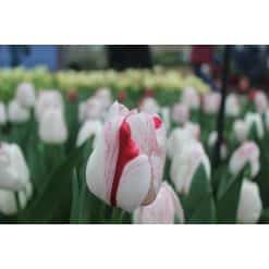 Tulipa ‘One Direction’ – Hvid & rød tulipan – 100 stk. – Str. 11/12