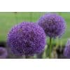 Allium ‘Pinball Wizard’ – Lilla prydløg – 25 stk. – Str. 18/20