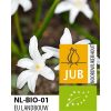 Økologisk Snepryd ‘Alba’ – Chionodoxa luciliae – BIO – 100 stk. – Str. 4/5