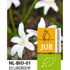 Økologisk Snepryd ‘Alba’ – Chionodoxa luciliae – BIO – 100 stk. – Str. 4/5