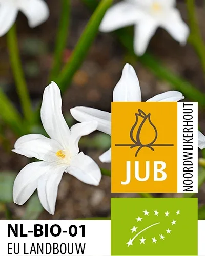 Økologisk Snepryd ‘Alba’ – Chionodoxa luciliae – BIO – 100 stk. – Str. 4/5 3 <h2 data-start="125" data-end="196">Økologisk Snepryd ‘Alba’ – Chionodoxa luciliae – BIO – 100 stk. – Str. 4/5</h2> <p class="isSelectedEnd"><strong>Snepryd ‘Alba’ (Chionodoxa luciliae)</strong> er en charmerende, tidligt blomstrende løgplante med fine <strong>hvide blomster</strong>, der lyser op i haven i det tidlige forår. Løgene er <strong>økologisk dyrkede (BIO)</strong> og er perfekte til både bede, græsarealer og mere naturprægede beplantninger.</p> <p class="isSelectedEnd">‘Alba’ bliver omkring <strong>15 cm høj</strong> og blomstrer fra <strong>marts til april</strong>. Den lave vækst gør den ideel i forgrunden af bede, mellem større blomsterløg eller som et naturligt blomsterflor under træer og buske.</p> <p class="isSelectedEnd">Snepryd er <strong>flerårig og velegnet til naturalisering</strong>, så den kan komme igen år efter år og med tiden skabe flotte områder med tidlige forårsblomster. Blomsterne er samtidig attraktive for <strong>bier og sommerfugle</strong>.</p> <p class="isSelectedEnd">Sorten er nem at dyrke og trives i de fleste <strong>veldrænede jordtyper</strong> i sol eller halvskygge. Den kan også plantes direkte i græsplænen eller dyrkes i krukker og plantekasser på terrasse og altan.</p> Økologisk Snepryd ‘Alba’ – Chionodoxa luciliae – BIO – 100 stk. – Str. 4/5