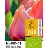 Tulipan ‘Ad Rem’ – BIO – 100 stk. – Str. 11/12 2 <h3>Tulipan ‘Alison Bradley’ – BIO – 100 stk. – Str. 11/12</h3> <p class="isSelectedEnd"><strong>Tulipan ‘Alison Bradley’</strong> er en smuk tulipan med dekorative <strong>lilla blomster</strong>, der tilfører en dyb og elegant farve til forårshaven. Den lilla nuance gør sorten flot både alene og i kombination med lysere tulipaner og andre forårsblomster.</p> <p class="isSelectedEnd">‘Alison Bradley’ bliver omkring <strong>35 cm høj</strong> og blomstrer i <strong>april</strong>. Den forholdsvis kompakte vækst gør den velegnet til både bede og rabatter, hvor den er særlig effektfuld plantet i grupper.</p> <p class="isSelectedEnd">Sorten gør sig også rigtig godt i <strong>krukker og plantekasser</strong> på terrasse eller altan. Blomsterne er desuden velegnede som <strong>snitblomster</strong>, så den flotte lilla farve også kan nydes indendørs i forårsbuketter.</p> <p class="isSelectedEnd">Løgene er <strong>økologisk dyrkede (BIO)</strong>.</p> Tulipan ‘Ad Rem’ – BIO – 100 stk. – Str. 11/12