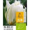 Tulipan ‘Exotic Emperor’ – BIO – 100 stk. – Str. 11/12 2 <h2 data-start="112" data-end="174">Økologiske Tulipaner <em data-start="136" data-end="150">Royal Virgin</em> – 100 stk. str. 11/12</h2> <p data-start="176" data-end="588">Den økologiske tulipan <em data-start="199" data-end="207">Tulipa</em> ‘Royal Virgin’ er en smuk og stilren enkel sen tulipan med et klassisk og rent udtryk. Den blomstrer i maj med store, elfenbenshvide blomster, der udstråler elegance og ro. Med sin højde på ca. 50–60 cm er <em data-start="414" data-end="428">Royal Virgin</em> ideel til bede, krukker og buketter, hvor den hvide farve passer perfekt som kontrast til mere farverige sorter eller som en del af en ren, hvid beplantning.</p> <p data-start="590" data-end="697">Som økologisk dyrket løg er <em data-start="618" data-end="632">Royal Virgin</em> fri for kemikalier og et oplagt valg til den bæredygtige have.</p> Tulipan ‘Exotic Emperor’ – BIO – 100 stk. – Str. 11/12