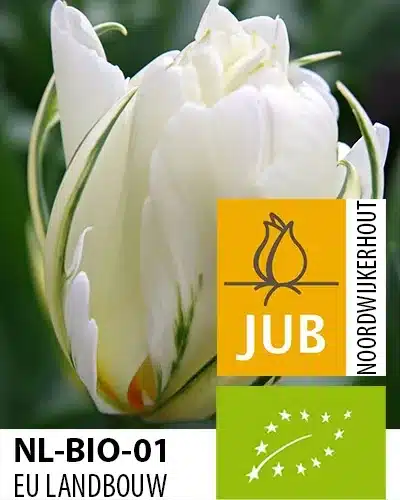 Tulipan ‘Exotic Emperor’ – BIO – 100 stk. – Str. 11/12