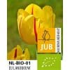 Tulipan ‘Freedom Flame’ – BIO – 100 stk. – Str. 11/12 1 <h2 data-start="107" data-end="164">Økologiske Tulipaner <em data-start="131" data-end="140">Dreamer</em> – 100 stk. str. 11/12</h2> <p data-start="166" data-end="644">Den økologiske tulipan <em data-start="189" data-end="197">Tulipa</em> ‘Dreamer’ er en spændende nyhed blandt dobbelttidlige tulipaner. Den blomstrer i april–maj med fyldige, pæonlignende blomster i bløde pasteltoner af rosa og creme, ofte med en let skiftende farve, efterhånden som blomsten modnes. <em data-start="428" data-end="437">Dreamer</em> giver et romantisk og drømmende udtryk i haven og er særligt velegnet til krukker, bede og buketter. Med en højde på ca. 30–40 cm er den både robust og kompakt, hvilket gør den ideel til mange haveformål.</p> <p data-start="646" data-end="762">Som økologisk dyrket løg er <em data-start="674" data-end="683">Dreamer</em> fri for kemiske midler og dermed et bæredygtigt valg til en smuk forårshave.</p> Tulipan ‘Freedom Flame’ – BIO – 100 stk. – Str. 11/12