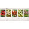 Tulipan Botanical Botanisch/ Botanical Mix 100 stk. str. 6/+
