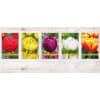Tulipan 'Prince varieties' Dobbelt tidligt Double Early Mix 100 stk. str. 11/12 2 <h3 data-start="123" data-end="177">Tulipan 'Prince varieties' Dobbelt tidligt Double Early Mix 100 stk. str. 12/+</h3> <h2 data-start="123" data-end="177">Tulipan <em data-start="134" data-end="154">‘Double Early Mix’</em> – 100 stk. str. 12/+</h2> <p data-start="179" data-end="600">Tulipan <em data-start="187" data-end="207">‘Double Early Mix’</em> er en farverig blanding af dobbelt tidlige tulipaner fra den eksklusive Prince-serie. Blandingen rummer et bredt spektrum af farver – fra ren hvid og blød rosa til varm gul, intens rød og dramatisk pink – alle med de karakteristiske, fyldige pæonlignende blomster, som gør dobbelt tidlige tulipaner så populære. Denne blanding giver et levende, harmonisk og luksuriøst præg til forårshaven.</p> Tulipan 'Prince varieties' Dobbelt tidligt Double Early Mix 100 stk. str. 12/+
