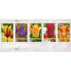 Tulipan LILY FLOWERED Leliebloemig/ Lily Flowering Mix Str. 11/12 – 100 stk.