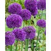 prydløg storblomstrende Purple Sensation 100stk. 2 <h3 data-start="95" data-end="150">prydløg storblomstrende Red Giant 100stk.</h3> <h2 data-start="95" data-end="150">Prydløg <em data-start="106" data-end="126">Allium ‘Red Giant’</em> – 100 stk. str. 14/16</h2> <p data-start="152" data-end="559">Prydløg <em data-start="160" data-end="173">‘Red Giant’</em> er en imponerende og kraftfuld sort, der tiltrækker opmærksomhed med sine store blomsterstande i en dyb rødviolet nuance. De kugleformede hoveder består af hundredvis af små, stjerneformede blomster, som tilsammen danner et markant og elegant blikfang i haven. Med sin højde og intense farve fungerer <em data-start="475" data-end="488">‘Red Giant’</em> perfekt som kontrastplante i staudebede eller som dramatisk solitær.</p> prydløg storblomstrende Purple Sensation 100stk.