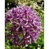 prydløg storblomstrende Violet Beauty 100stk.