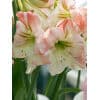 Amaryllis Apple Blossom 10 stk. str. 32/34