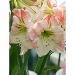 Amaryllis Apple Blossom 10 stk. str. 32/34