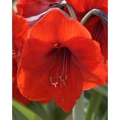 Amaryllis Clear red 10 stk. str. 32/34