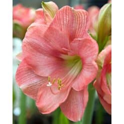 Amaryllis Pink 10 stk. str. 32/34