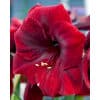 Amaryllis Red 10 stk. str. 32/34
