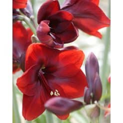 Amaryllis SMALL Red 10 stk. str. 32/34