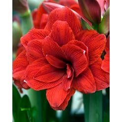Amaryllis DOUBLE Red 10 stk. str. 32/34