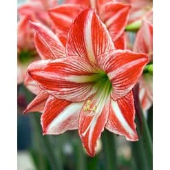 Red and white striped