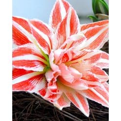 Amaryllis DOUBLE Red and White striped 10 stk. str. 32/34