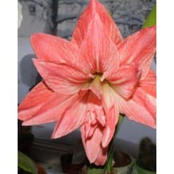 Amaryllis DOUBLE Salmon 10 stk. str. 32/34