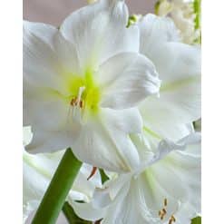 Amaryllis White 10 stk. str. 38/40