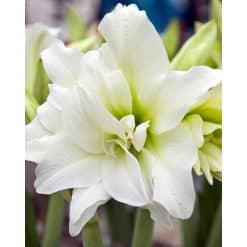 Amaryllis DOUBLE White 10 stk. str. 32/34