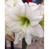 Amaryllis White, red edge 10 stk str 32/34