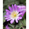 Anemone blanda Charmer 100stk.