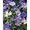 Anemone blanda Mix 100stk.