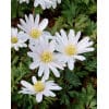 Anemone blanda White Splendour 100stk.