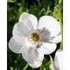 Kroneanemone Bride 100stk.