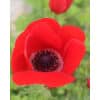 Kroneanemone Hollandia 100stk.
