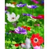 Kroneanemone De Caen Mix 100stk.