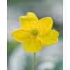 Anemone ranunculoides 100stk.