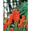 Arum italicum 25 stk. str. I 2 <h2 data-start="76" data-end="112">Arum maculatum – 25 stk. str. I</h2> <p data-start="114" data-end="580"><em data-start="114" data-end="130">Arum maculatum</em>, også kendt som plettet arum eller “Lords and Ladies”, er en fascinerende og dekorativ plante, der giver haven et vildt og naturligt præg. Om foråret viser den sine spydformede grønne blade, ofte med smukke mørke pletter. I maj–juni springer de karakteristiske, lysgrønne blomsterhylstre ud, der minder om små calla-liljer. Senere udvikles de iøjnefaldende bærstande, som skifter fra grønne til stærkt orange-røde i løbet af sommeren og efteråret.</p> Arum italicum 25 stk. str. I