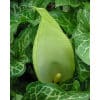 Arum maculatum 25 stk. str. I