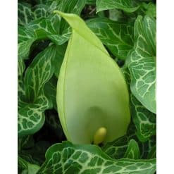 Arum maculatum 25 stk. str. I