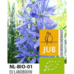 Økologiske Prærielilje leichtlinii Caerulea 25 stk. str. 12/14