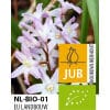Økologiske Snepryd forbesii Pink Giant 100 stk. str. 5/+