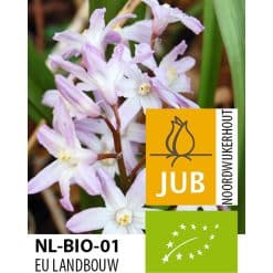 Økologiske Snepryd forbesii Pink Giant 100 stk. str. 5/+