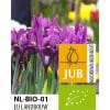 Økologiske Iris reticulata J.S. Dijt 100 stk. str. 6/+