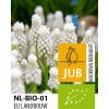 Økologiske Perlehyacint White Magic 100 stk. str. 6/7