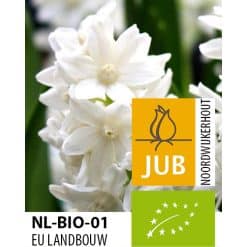 Økologiske Sneklokkehyacint libanotica Alba 100stk.